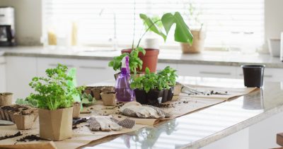 Kitchen garden is part of wellness kitchen